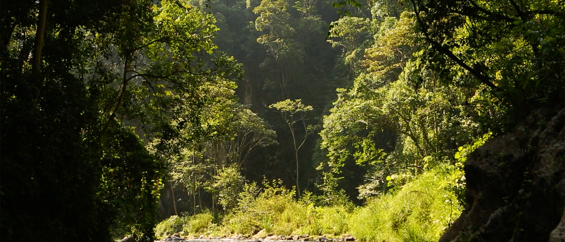 Image of trees and a river