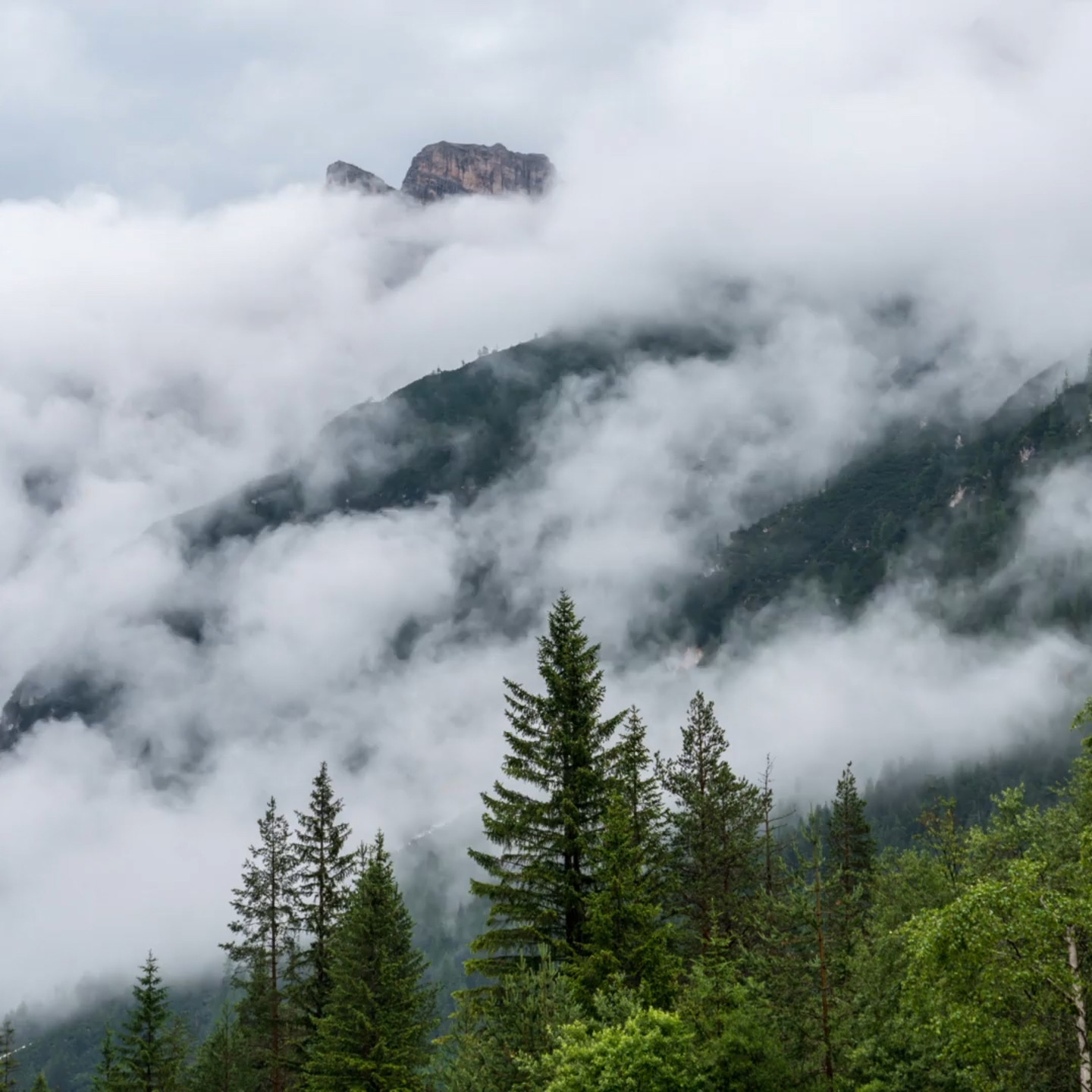 Responsibility header video fallback image misty forest