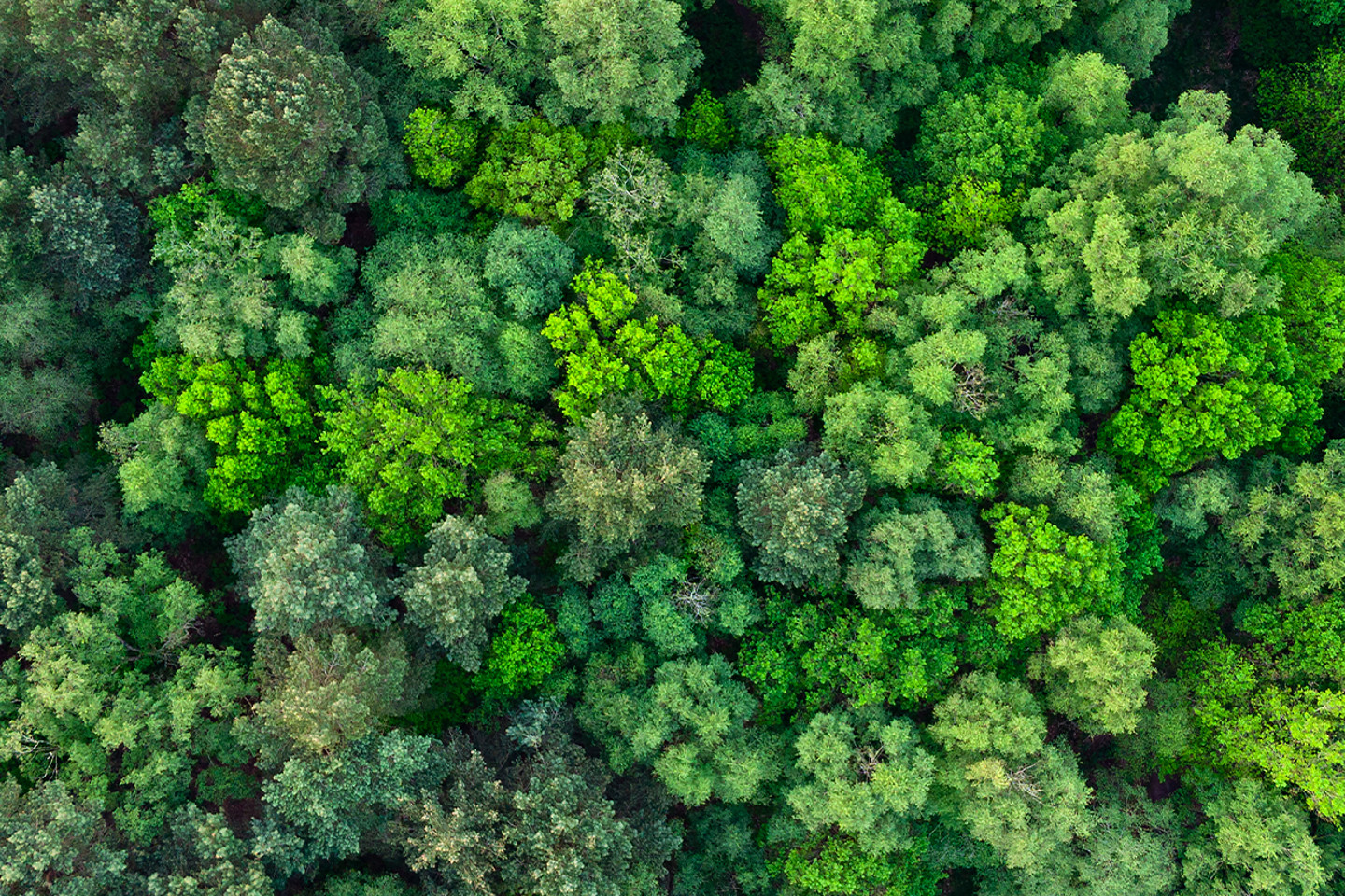Generic Header 23 aerial image of forest