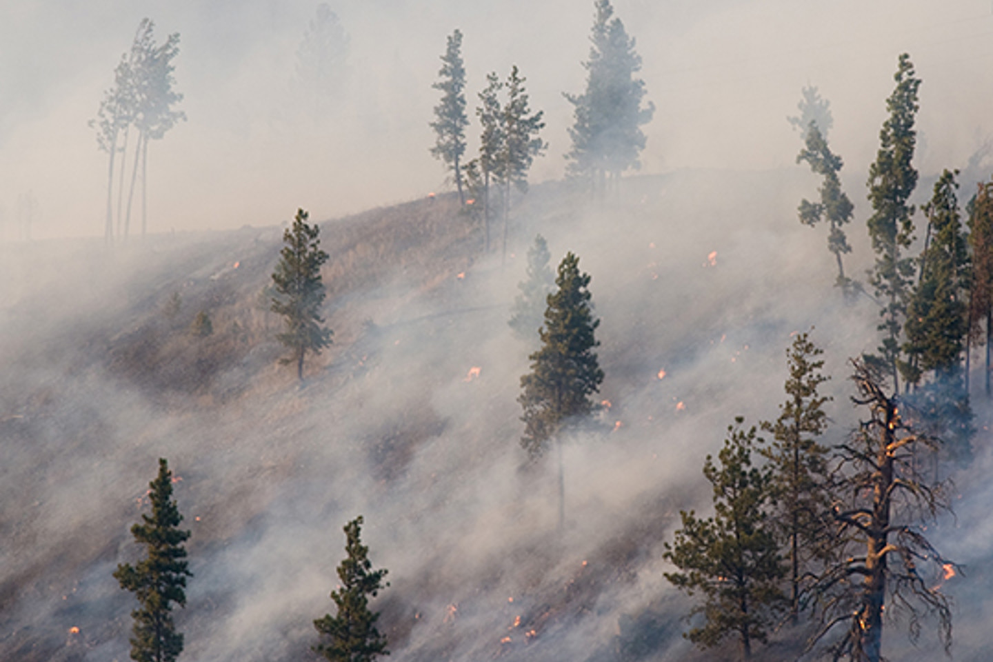 UCPM Portrait 1 forest fire