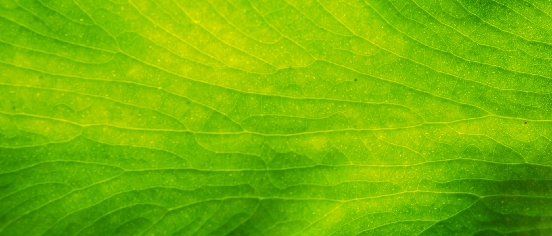 Generic Header 37 green leaf detail