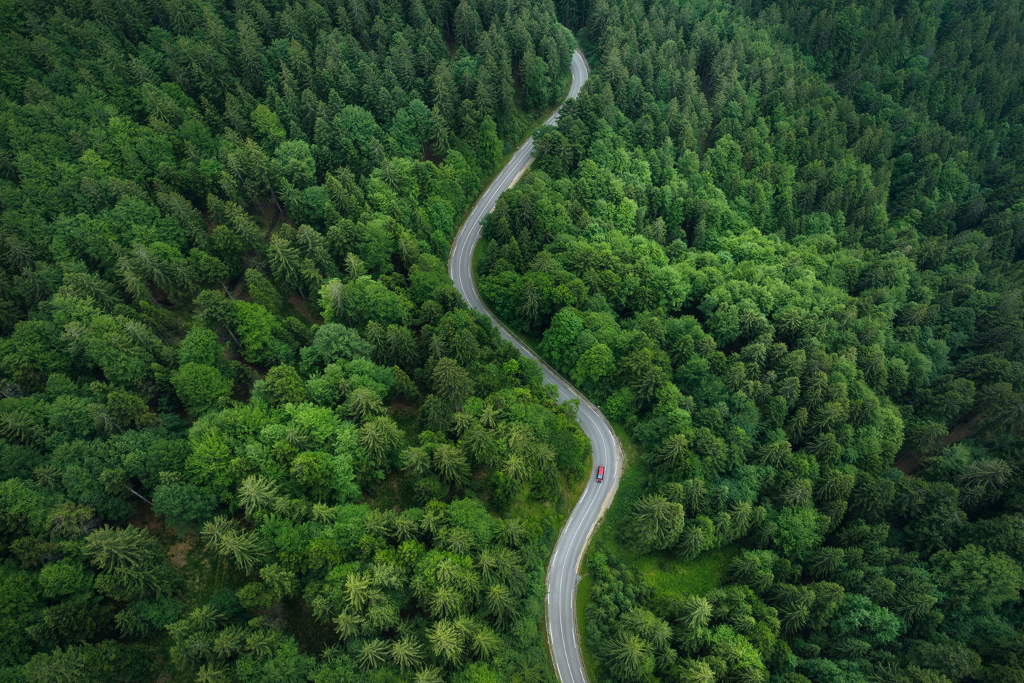 Road through forest image
