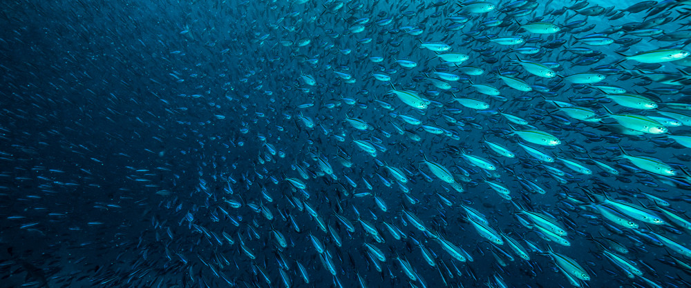 Strategies Header 2 Swarm of fish
