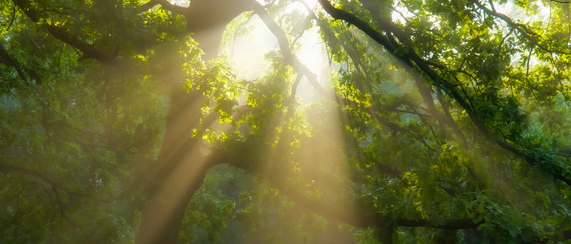 Bregal Investments news image light shining through trees